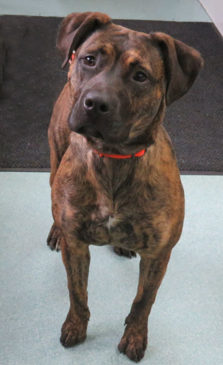 Birch, an adoptable Pit Bull Terrier Mix in Lexington, VA_image-1