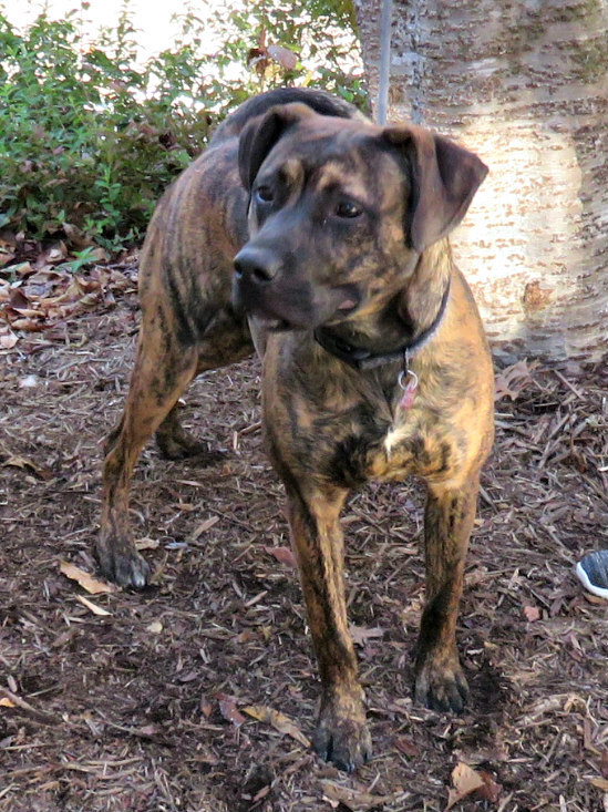 Birch, an adoptable Pit Bull Terrier Mix in Lexington, VA_image-2