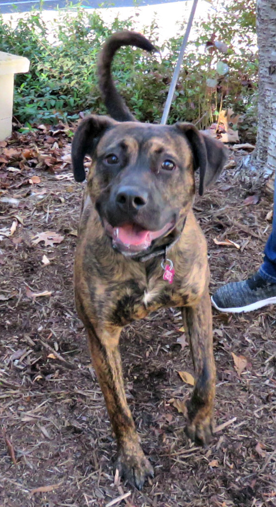 Birch, an adoptable Pit Bull Terrier Mix in Lexington, VA_image-3