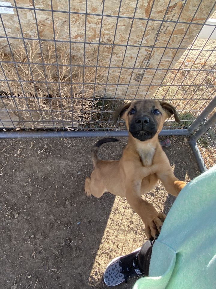 Shar pei bully store mix