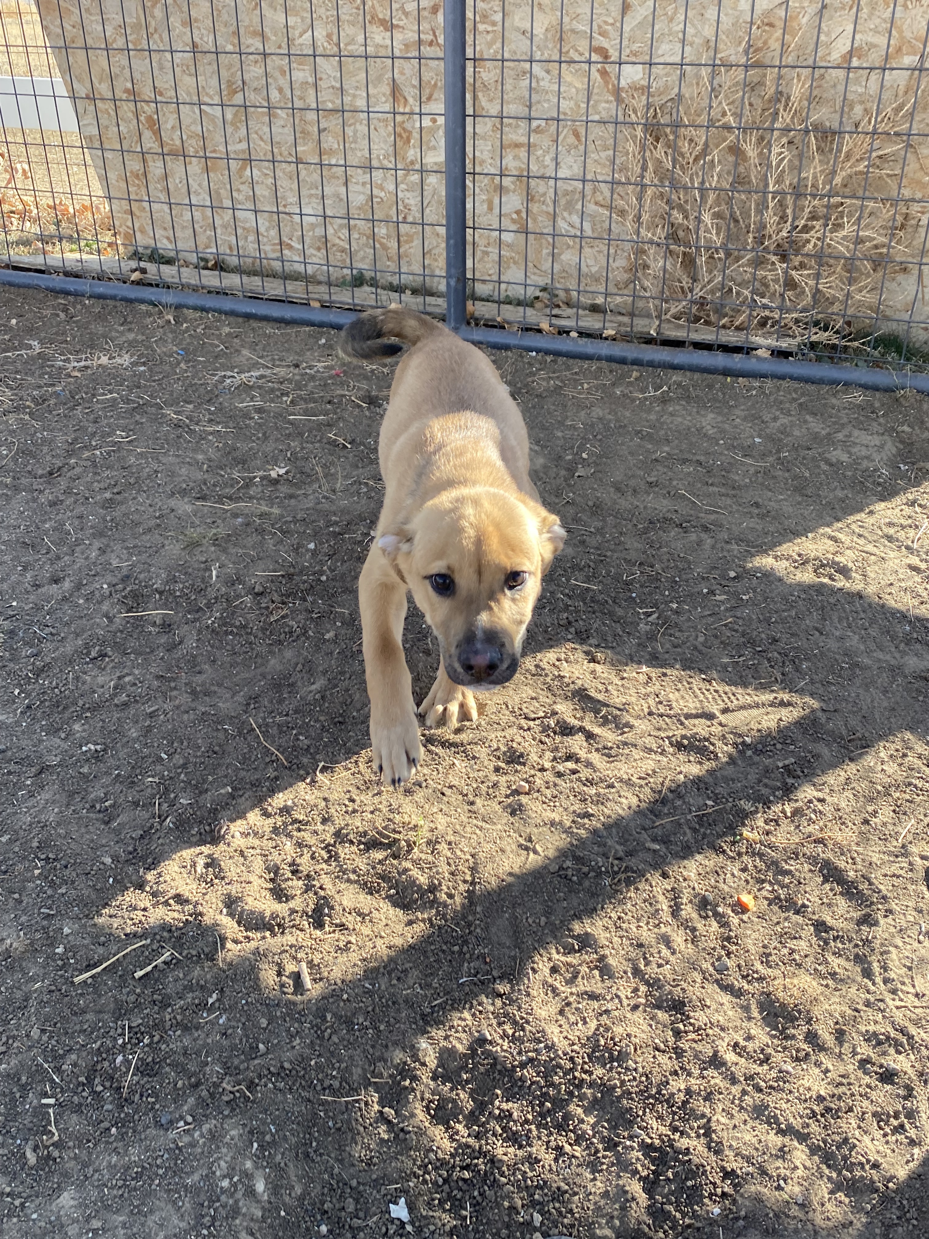 Andy, an adoptable Shar-Pei, American Bully in Wellington, CO, 80549 | Photo Image 3