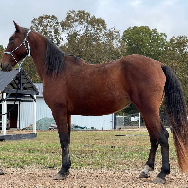 Honor, an adoptable Tennessee Walker in Hohenwald , TN_image-3