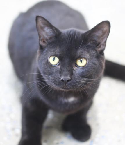 Posh, an adoptable Domestic Medium Hair in Thief River Falls, MN, 56701 | Photo Image 2