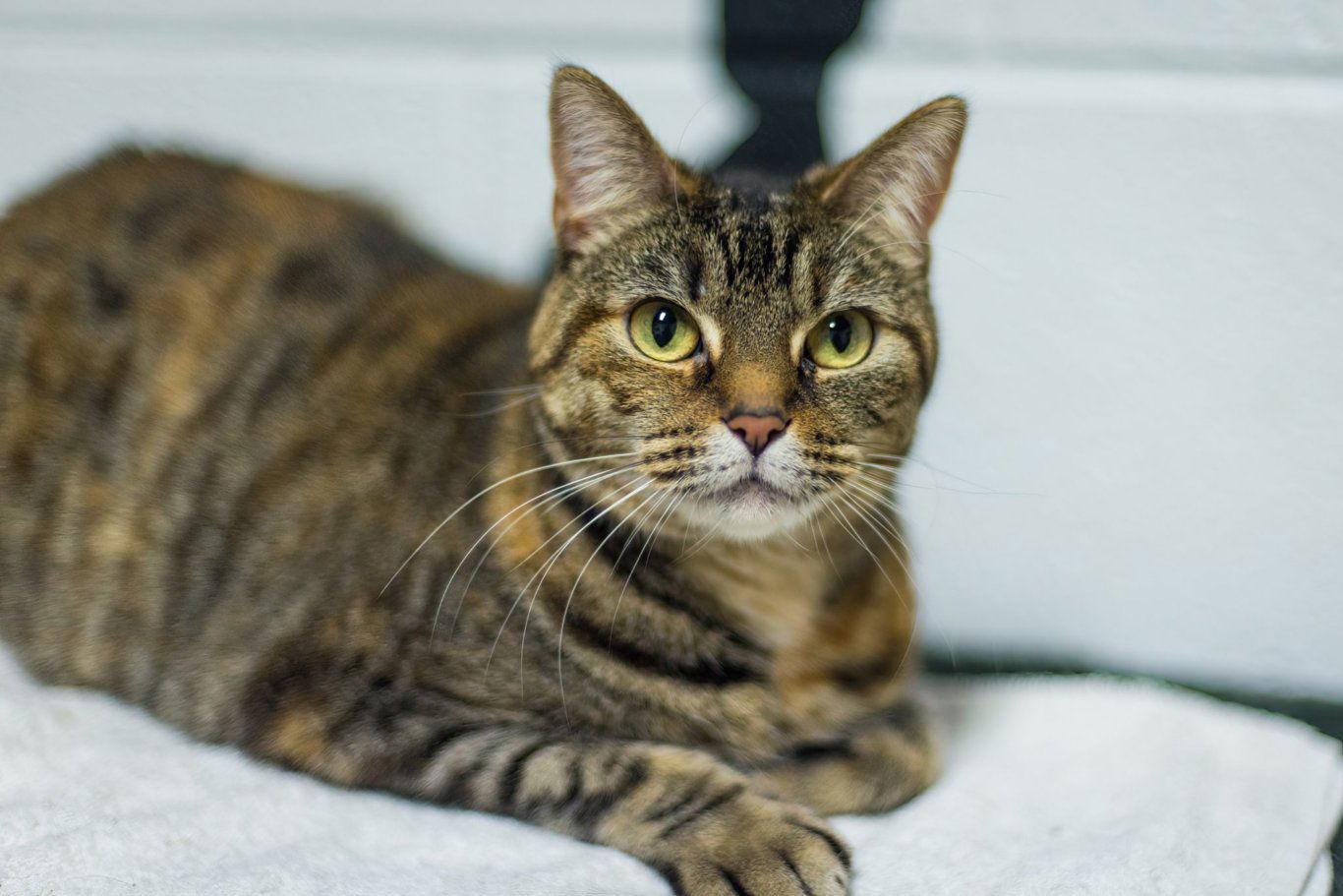 Elektra, an adoptable Domestic Short Hair in Stafford, VA, 22554 | Photo Image 1