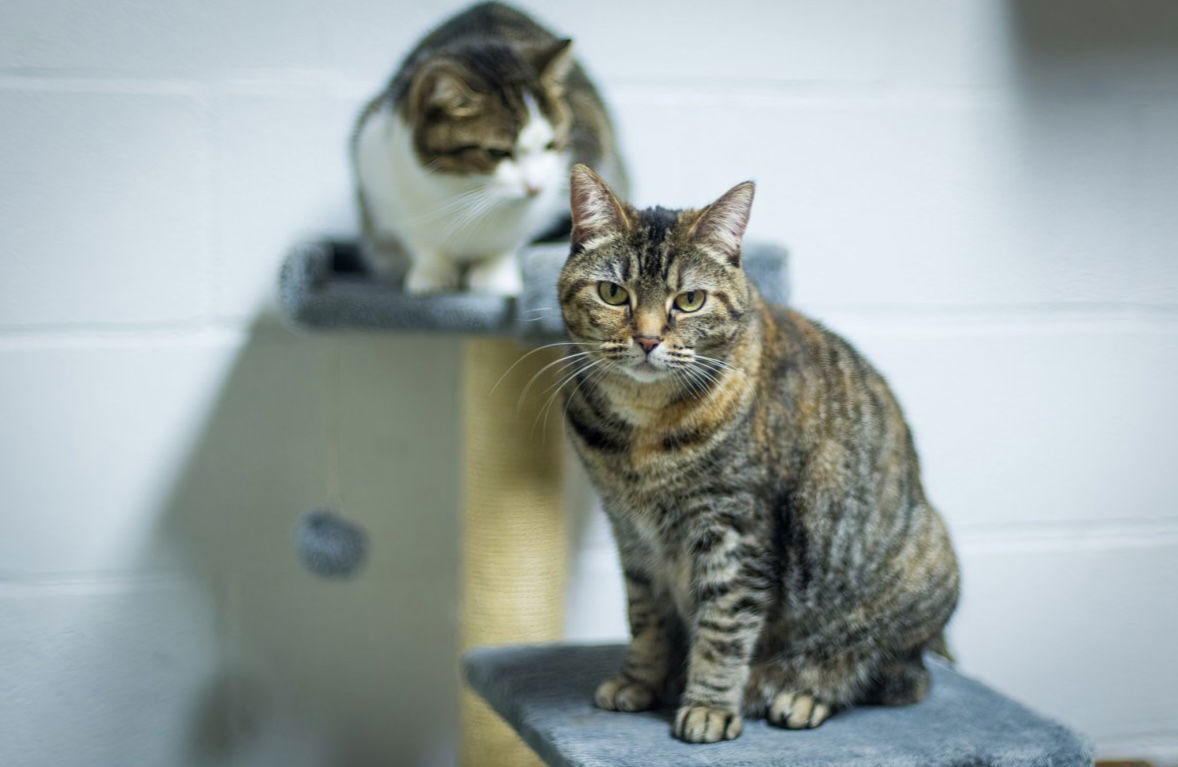 Elektra, an adoptable Domestic Short Hair in Stafford, VA, 22554 | Photo Image 2