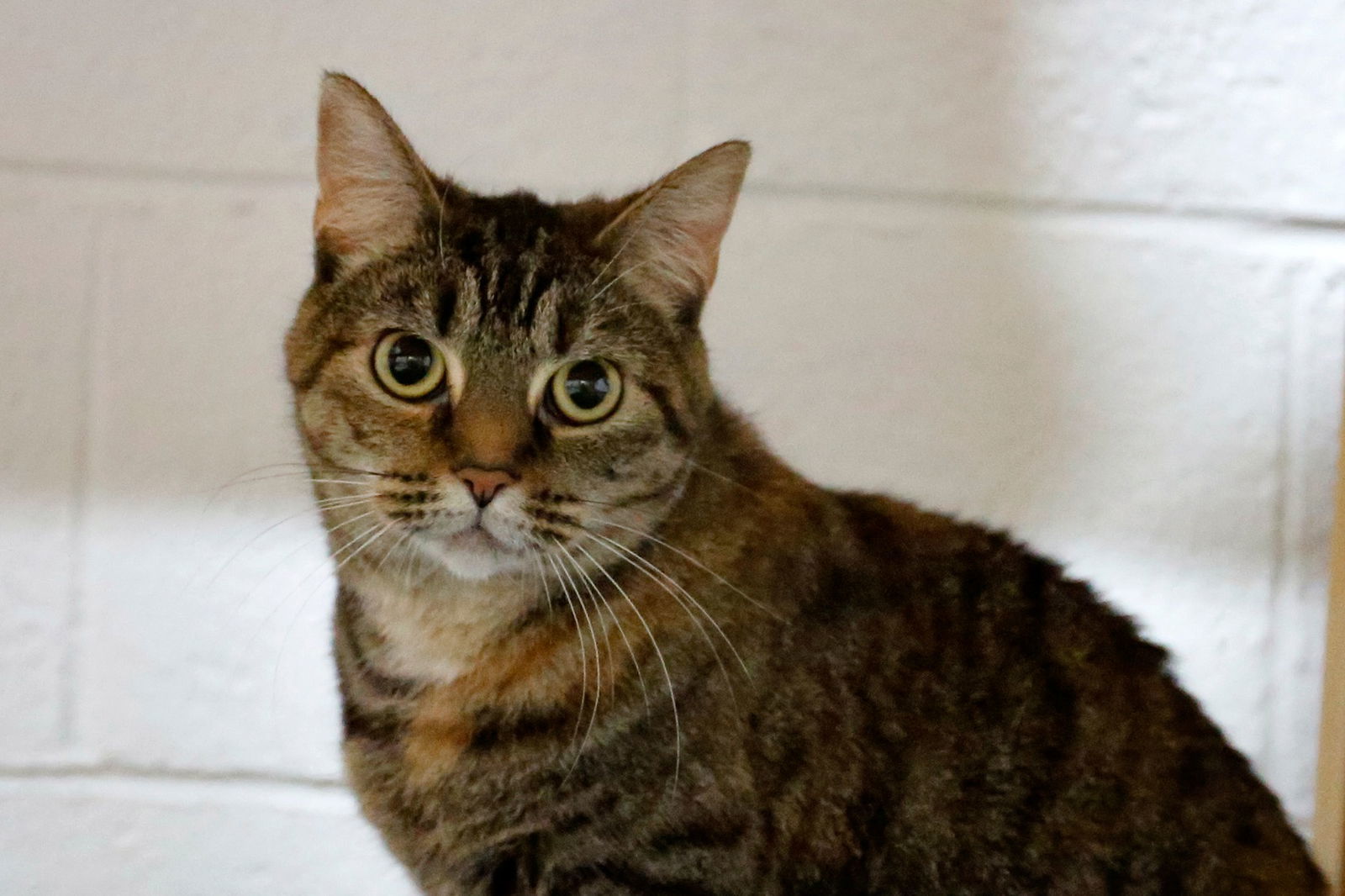 Elektra, an adoptable Domestic Short Hair in Stafford, VA, 22554 | Photo Image 3