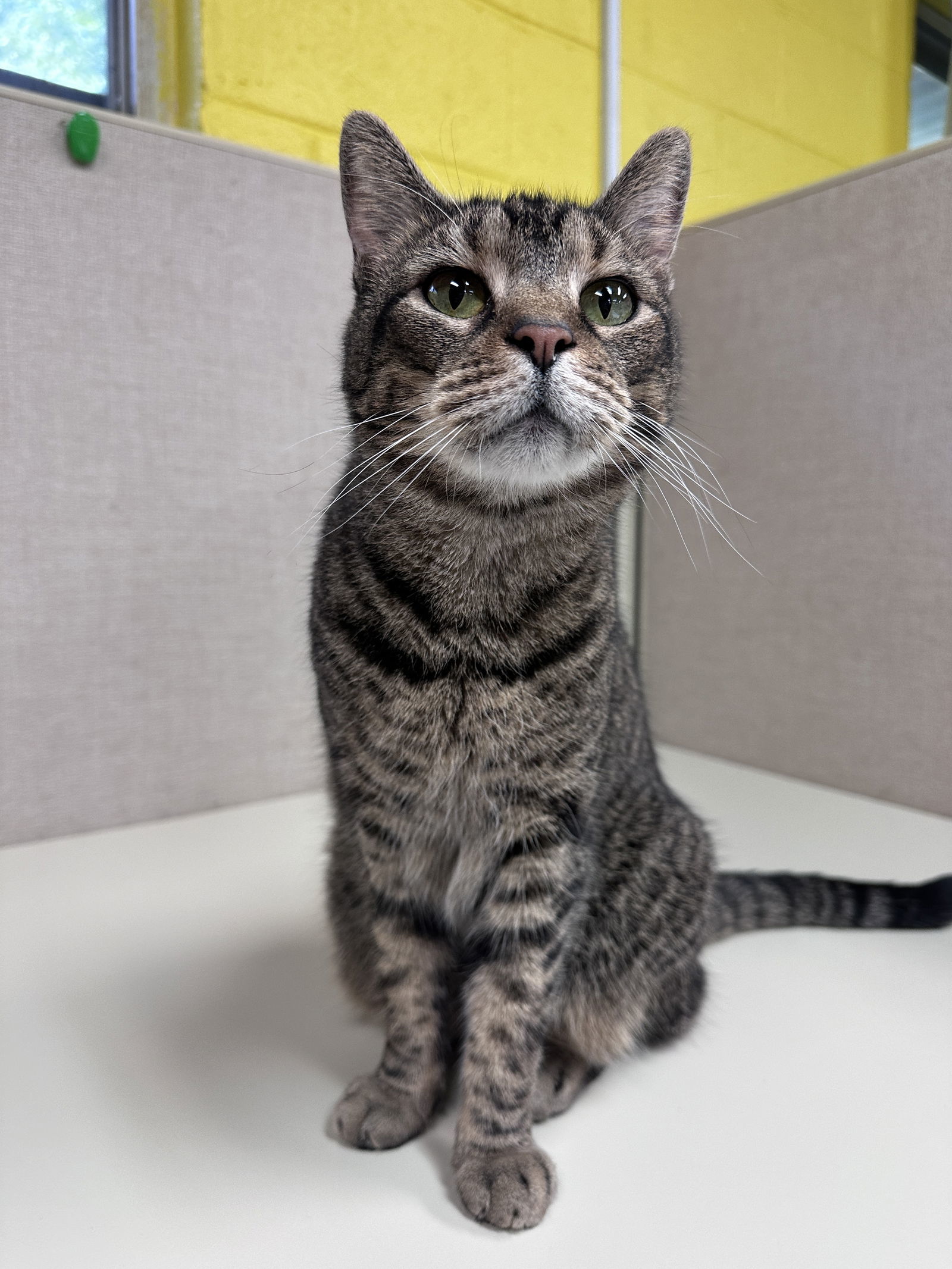 Kirby, an adoptable Domestic Short Hair in Stafford, VA, 22554 | Photo Image 1