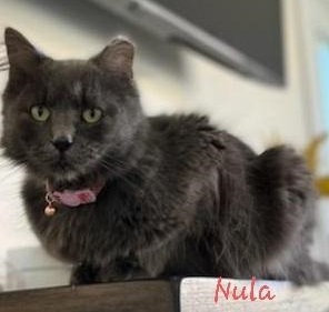 Nula, an adoptable Burmese, Domestic Medium Hair in Las Cruces, NM, 88001 | Photo Image 3