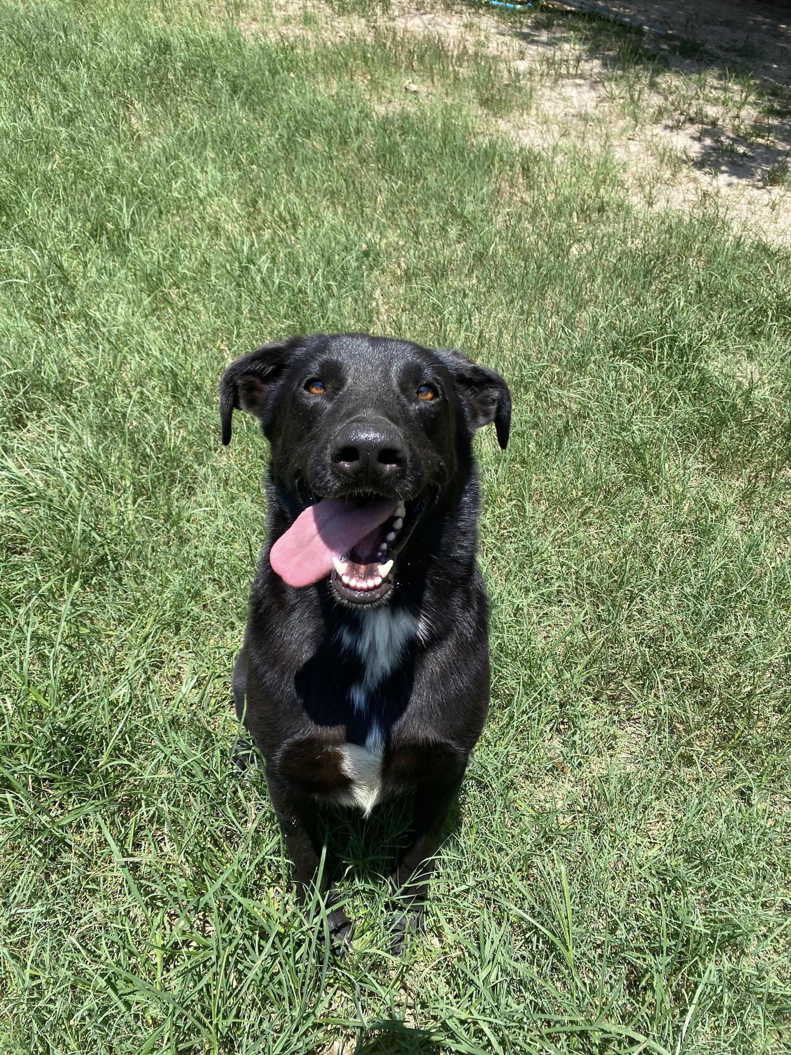 Tommy, an adoptable Australian Cattle Dog / Blue Heeler, Great Pyrenees in Gun Barrel City, TX, 75147 | Photo Image 1