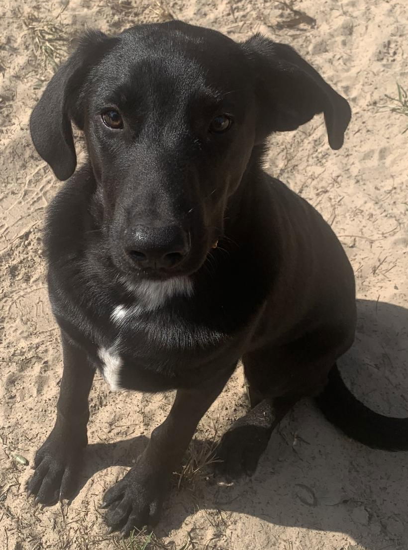 Tommy, an adoptable Australian Cattle Dog / Blue Heeler, Great Pyrenees in Gun Barrel City, TX, 75147 | Photo Image 2