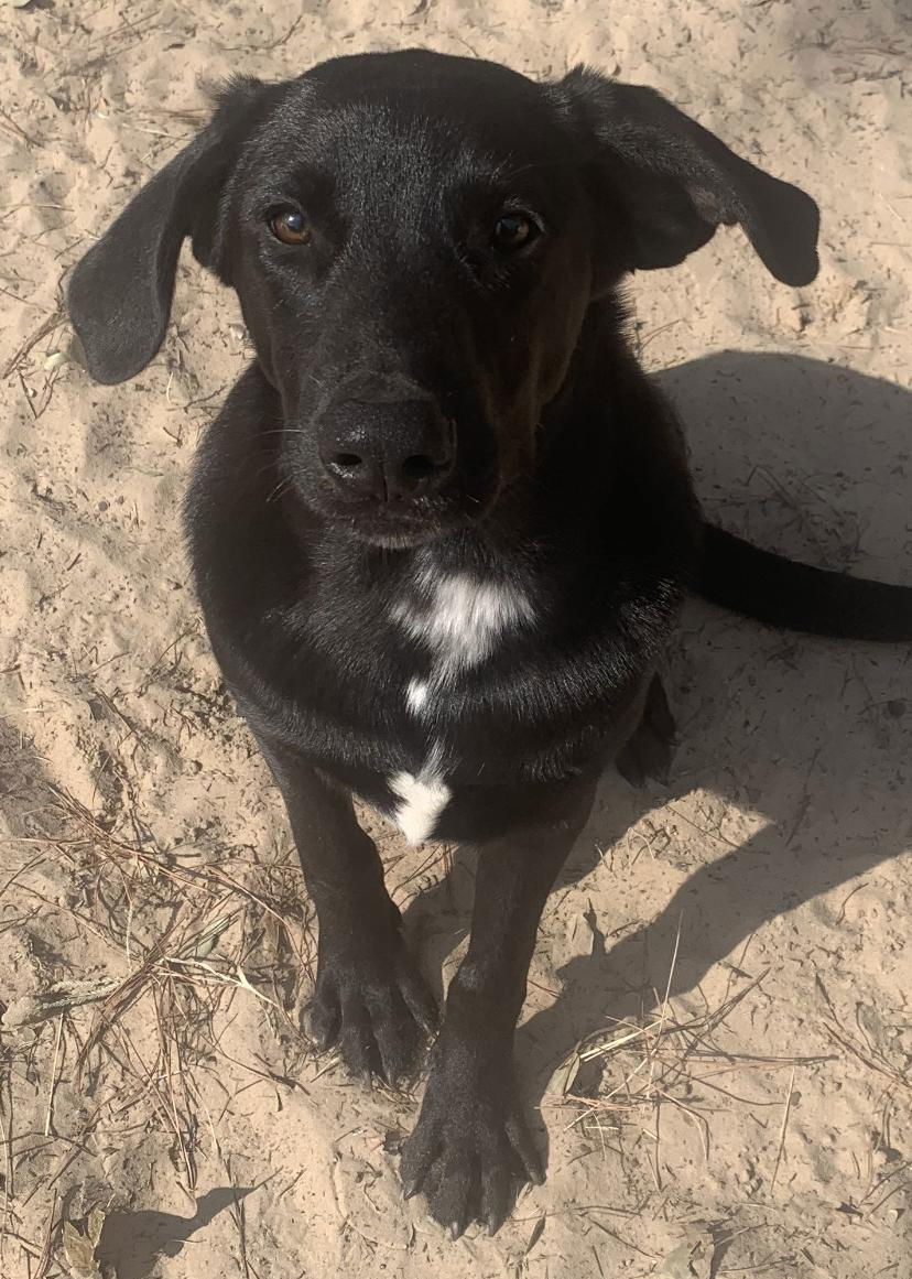 Tommy, an adoptable Australian Cattle Dog / Blue Heeler, Great Pyrenees in Gun Barrel City, TX, 75147 | Photo Image 3