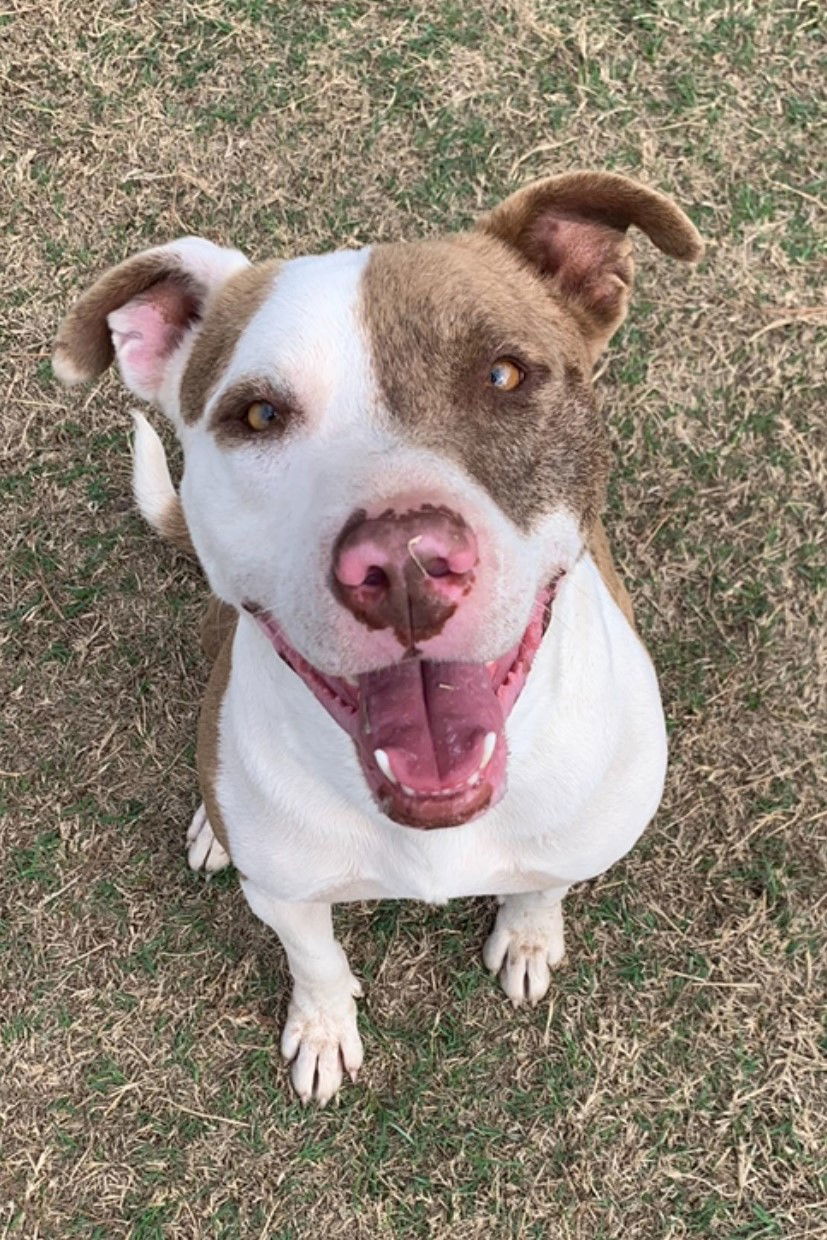 Bronco, an adoptable Pit Bull Terrier in Gun Barrel City, TX, 75147 | Photo Image 1