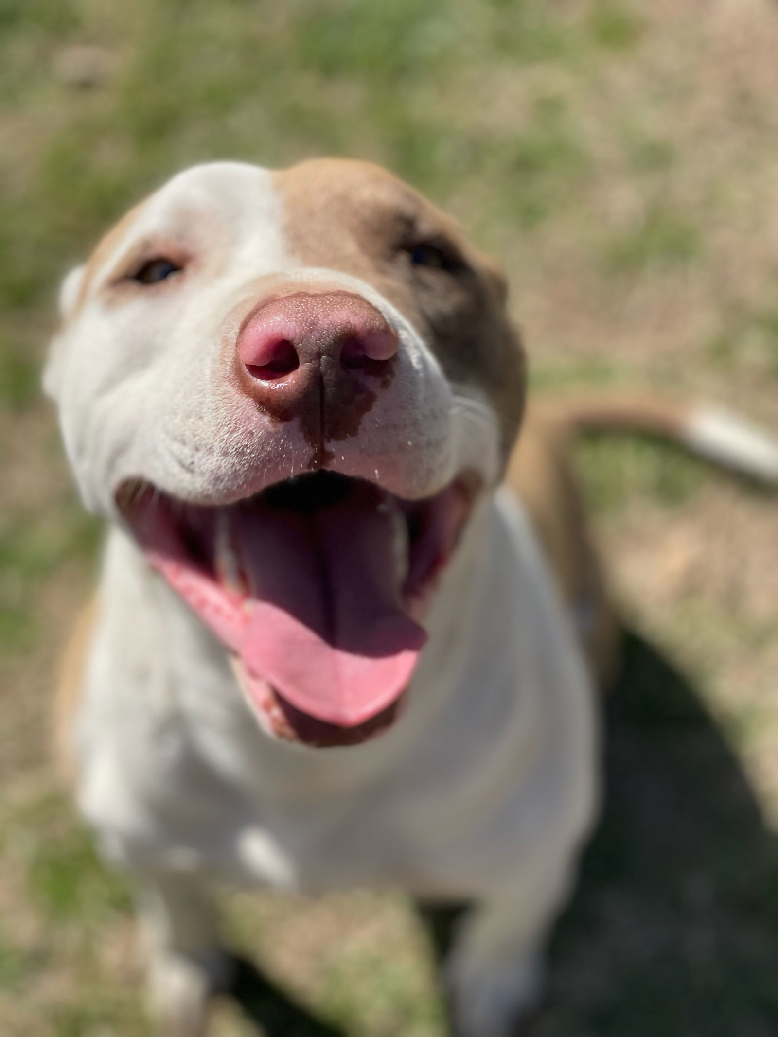 Bronco, an adoptable Pit Bull Terrier in Gun Barrel City, TX, 75147 | Photo Image 2