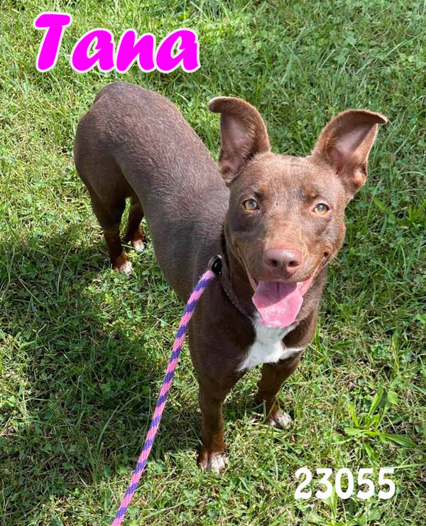 Tana, an adoptable Doberman Pinscher & Pit Bull Terrier Mix in Oak Ridge, TN_image-1