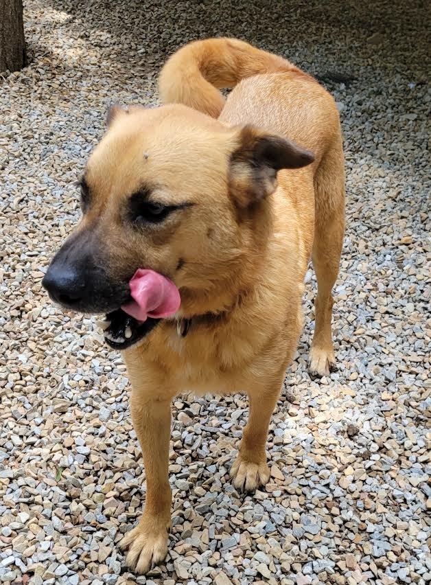 JOURNEY, an adoptable Golden Retriever, Carolina Dog in Crossville, TN, 38557 | Photo Image 1