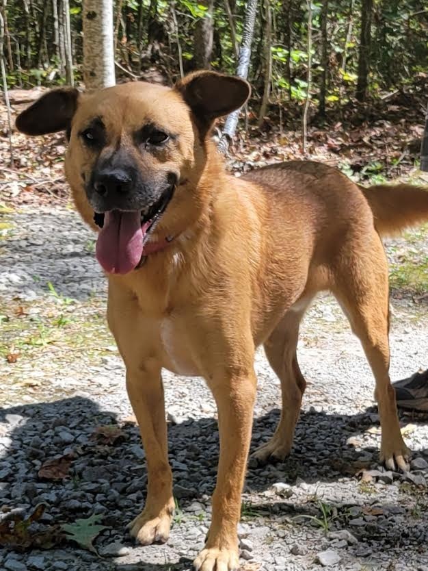 JOURNEY, an adoptable Boxer, Black Mouth Cur in Crossville, TN, 38557 | Photo Image 1