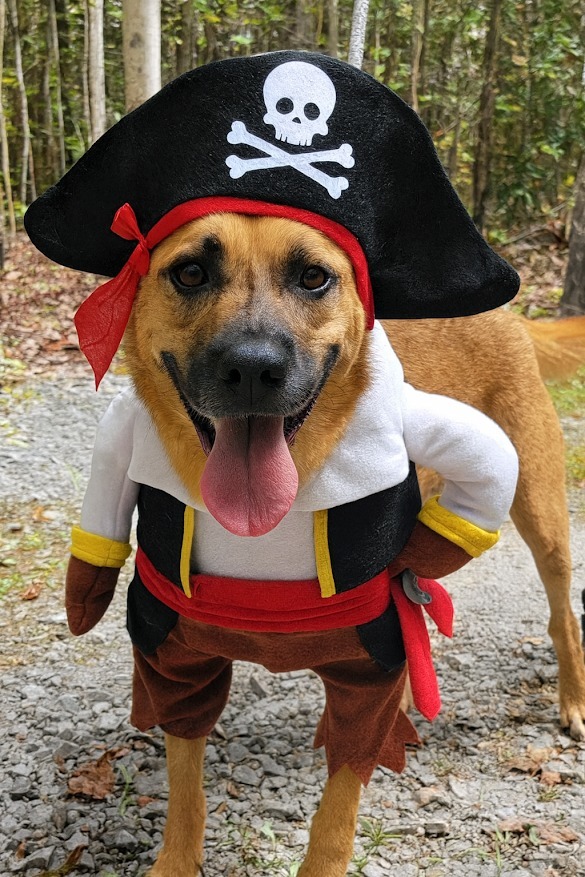 JOURNEY, an adoptable Boxer, Black Mouth Cur in Crossville, TN, 38557 | Photo Image 1