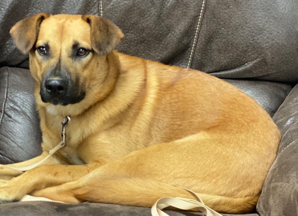 JOURNEY, an adoptable Golden Retriever, Carolina Dog in Crossville, TN, 38557 | Photo Image 2