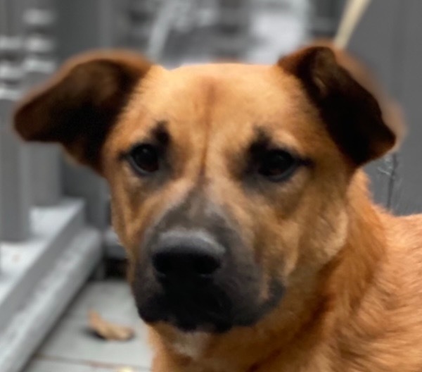 JOURNEY, an adoptable Carolina Dog, Mixed Breed in Crossville, TN, 38557 | Photo Image 3