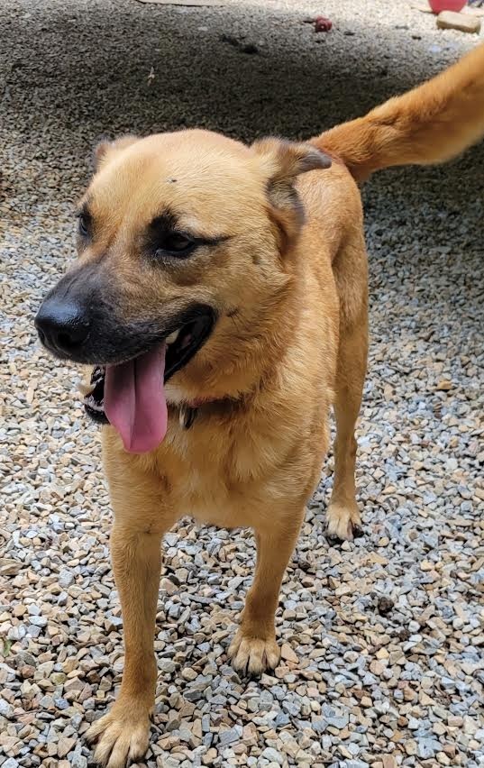 JOURNEY, an adoptable Carolina Dog, Mixed Breed in Crossville, TN, 38557 | Photo Image 4