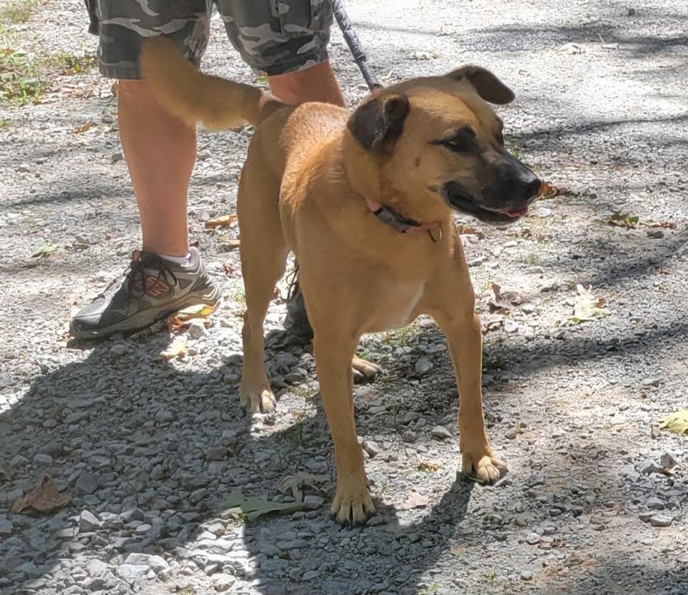 JOURNEY, an adoptable Carolina Dog, Mixed Breed in Crossville, TN, 38557 | Photo Image 5