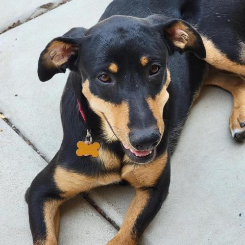 Etta, an adoptable Shepherd, Mixed Breed in Fresno, CA, 93725 | Photo Image 1