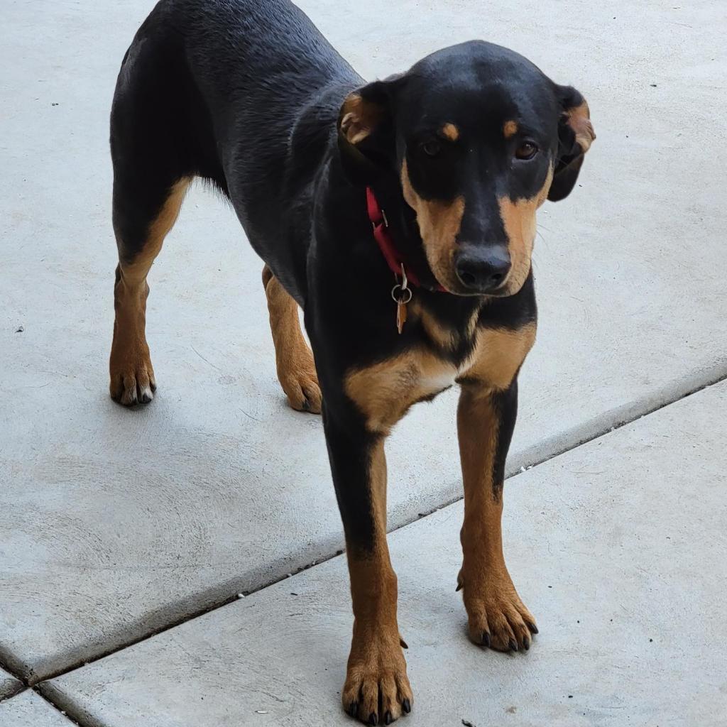 Etta, an adoptable Shepherd, Mixed Breed in Fresno, CA, 93725 | Photo Image 2