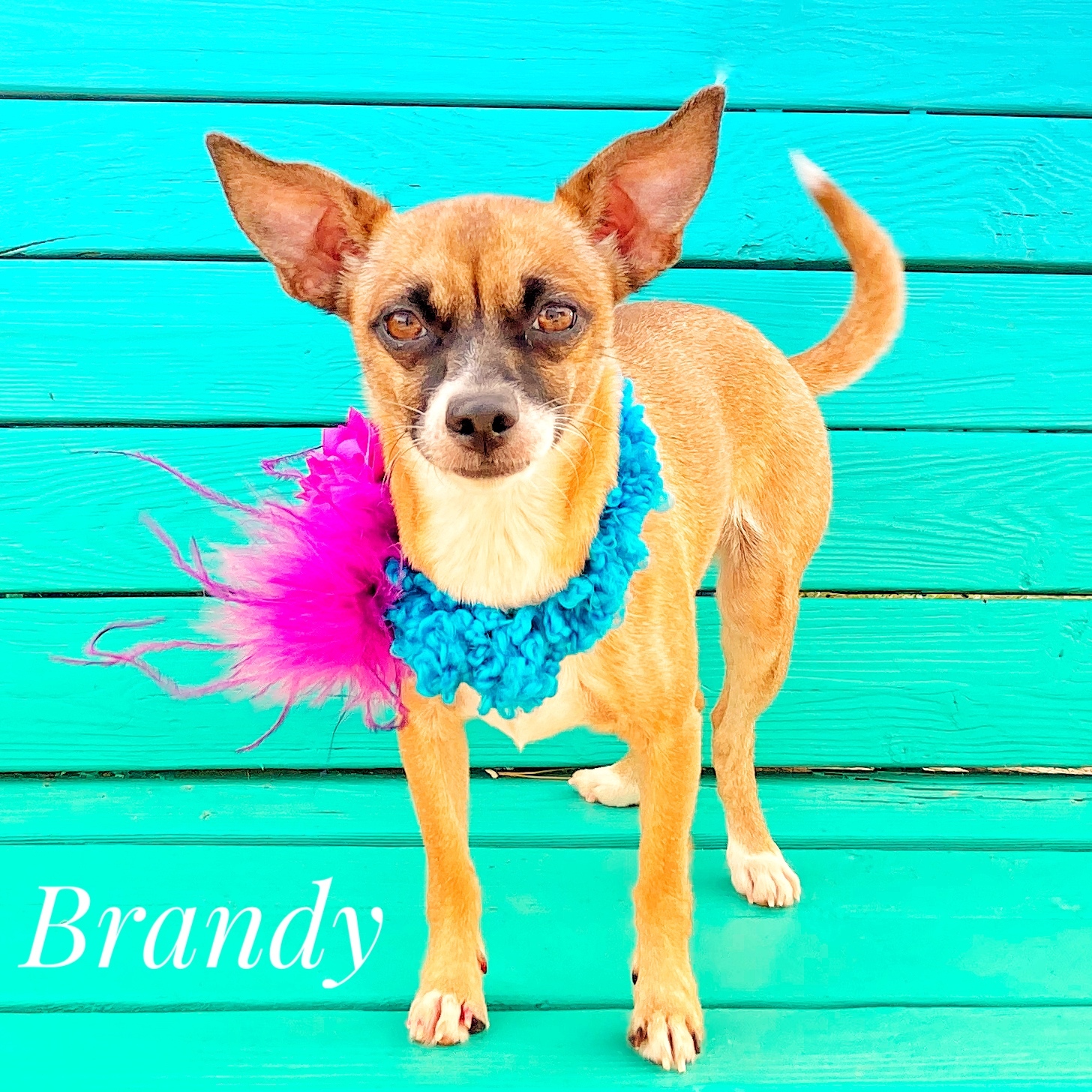 BRANDY , an adoptable Chihuahua in Lubbock, TX, 79407 | Photo Image 2
