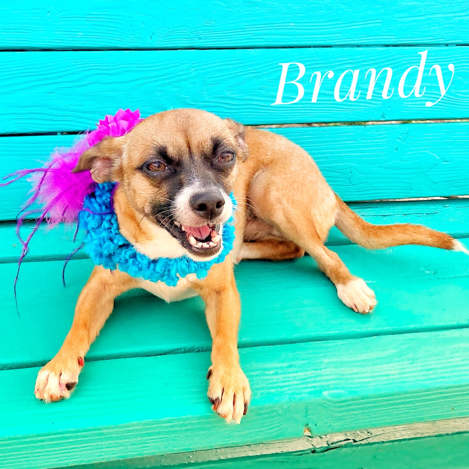 BRANDY , an adoptable Chihuahua in Lubbock, TX, 79407 | Photo Image 3