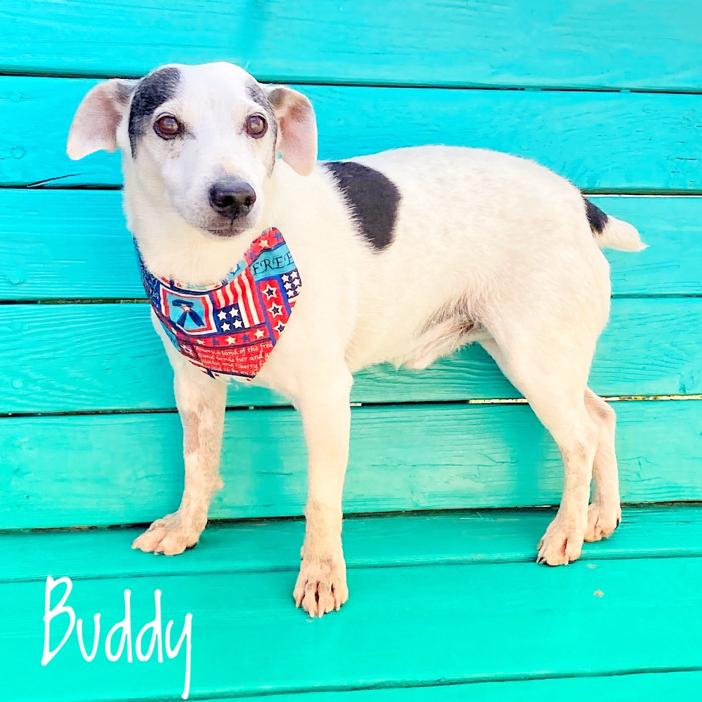 Buddy, an adoptable Jack Russell Terrier in Lubbock, TX, 79407 | Photo Image 1