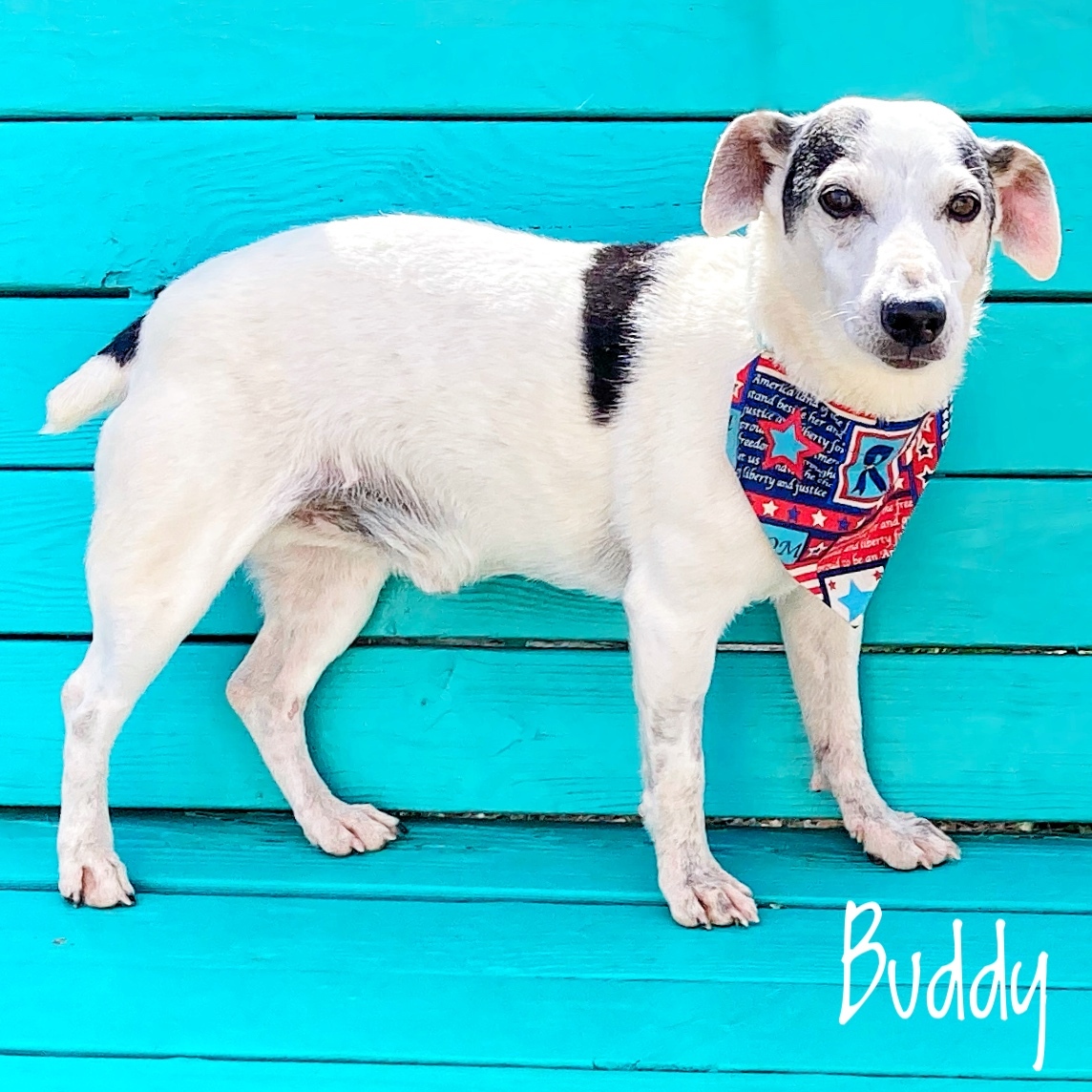 Buddy, an adoptable Jack Russell Terrier in Lubbock, TX, 79407 | Photo Image 2