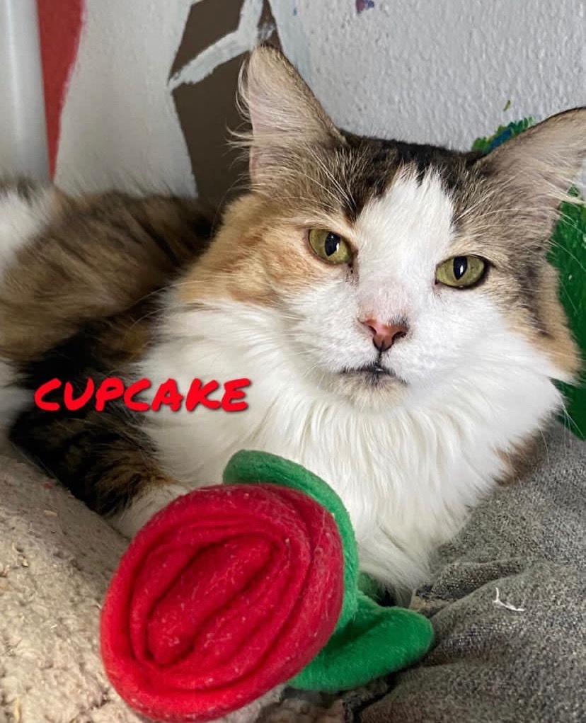 Cupcake/Sophie