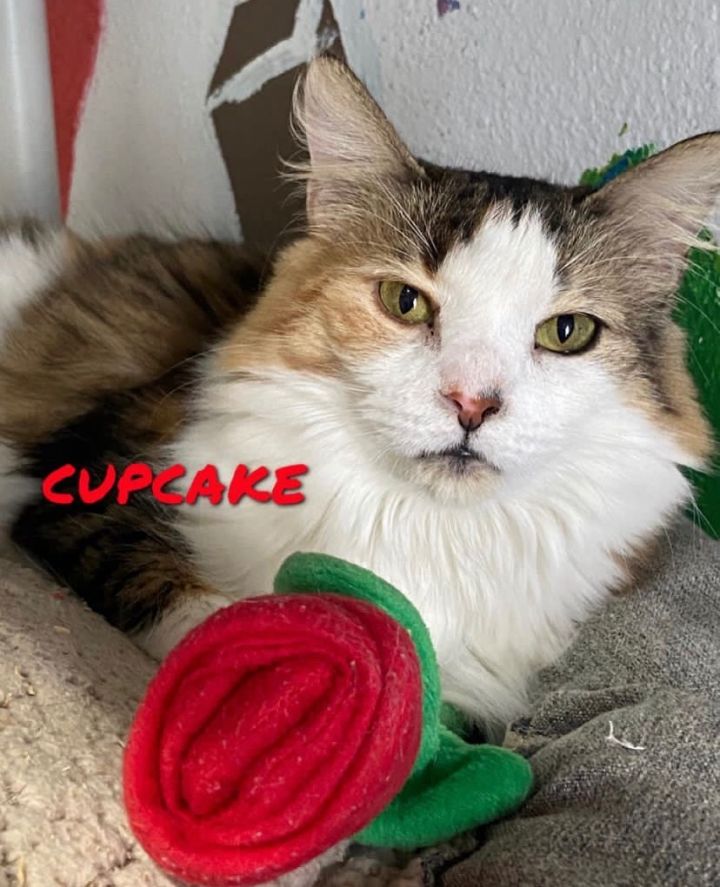 Cupcake/Sophie 1