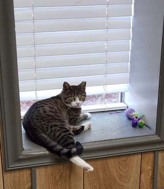 Biscuits, an adoptable Domestic Short Hair in Demopolis, AL, 36732 | Photo Image 1