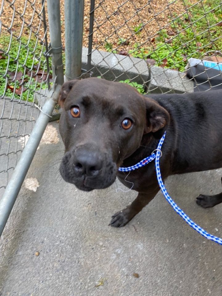 Dog For Adoption Ember A Pit Bull Terrier Labrador Retriever Mix In Blountville Tn Petfinder
