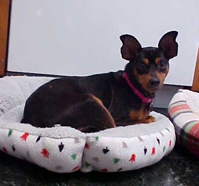 Minnie Pinnie - 15 pounds, an adopted Miniature Pinscher in California, MD_image-2