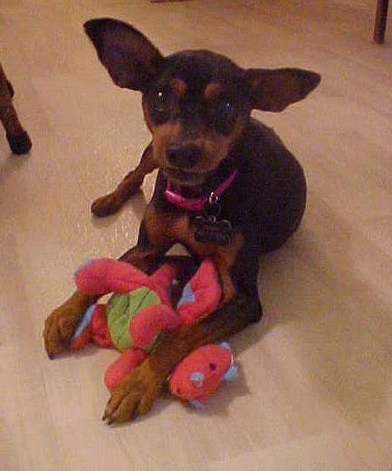 Minnie Pinnie - 15 pounds, an adopted Miniature Pinscher in California, MD_image-4