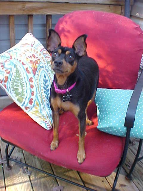 Minnie Pinnie - 15 pounds, an adopted Miniature Pinscher in California, MD_image-5