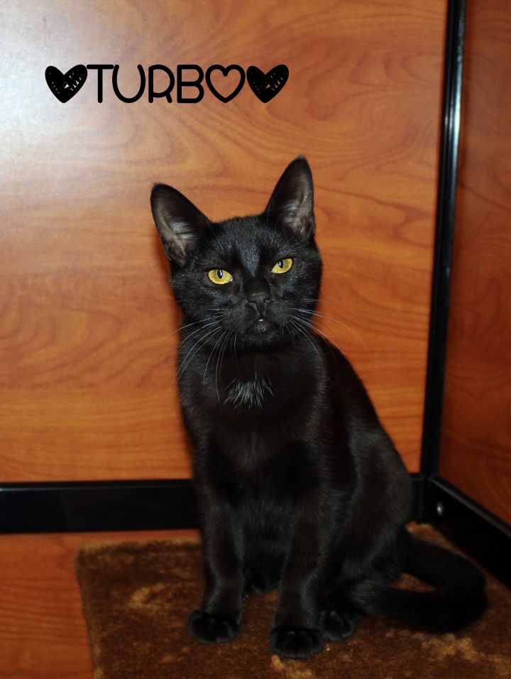 Turbo, an adopted Domestic Short Hair in Centerville, UT_image-1