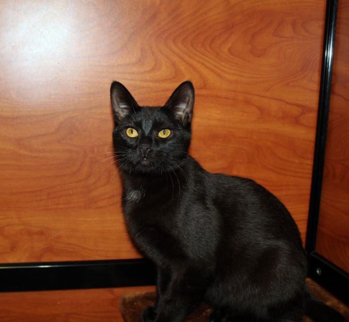 Turbo, an adopted Domestic Short Hair in Centerville, UT_image-2