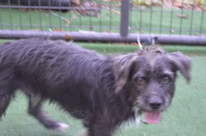 Hunter, an adoptable Schnauzer & Terrier Mix in Cedar Rapids, IA_image-4