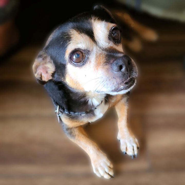 Weiner dog store mixed with pug