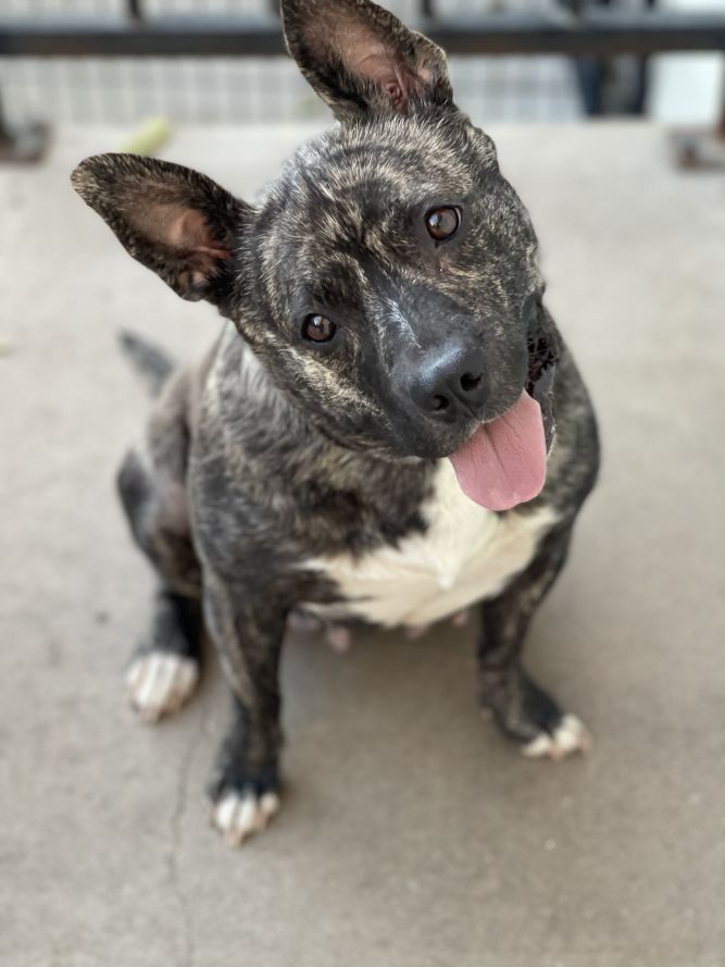 australian shepherd bulldog mix