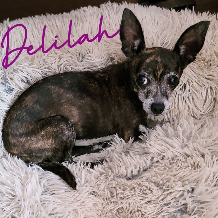 Delilah, an adoptable Chihuahua & Miniature Pinscher Mix in Covina, CA_image-3