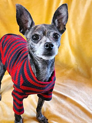 Delilah, an adoptable Chihuahua & Miniature Pinscher Mix in Covina, CA_image-6