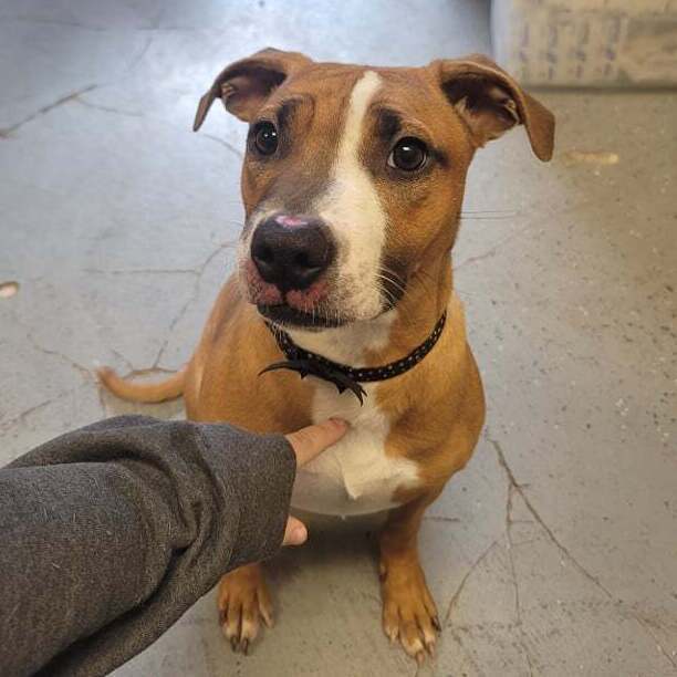 Sugar Sara, an adoptable Boxer, Pit Bull Terrier in Martinsville, IN, 46151 | Photo Image 2