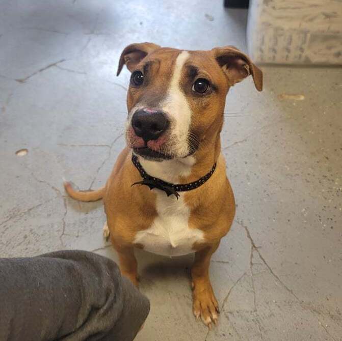 Sugar Sara, an adoptable Boxer, Pit Bull Terrier in Martinsville, IN, 46151 | Photo Image 4