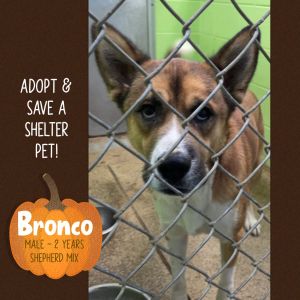 Dogs For Adoption Near Fort Payne Al Petfinder