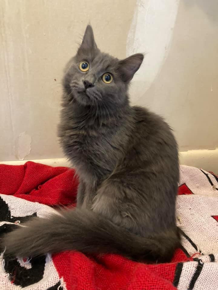Orion, an adoptable Russian Blue & Domestic Long Hair Mix in Tyler, TX_image-1