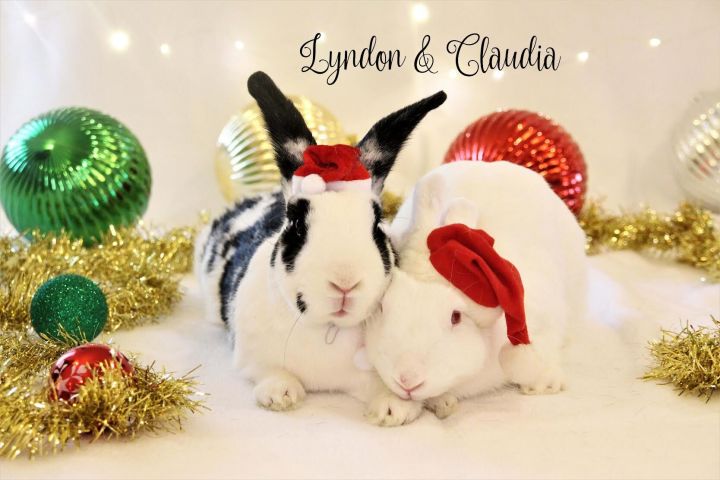 Claudia & Lyndon, an adoptable Florida White & English Spot Mix in San Antonio, TX_image-3